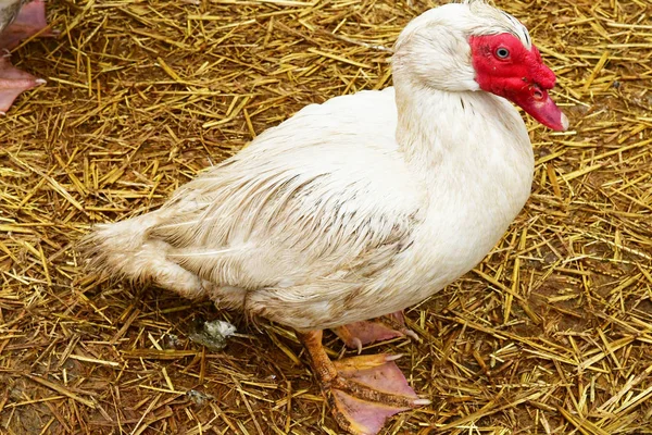Sagy France April 2018 Duck Farm — Stock Photo, Image