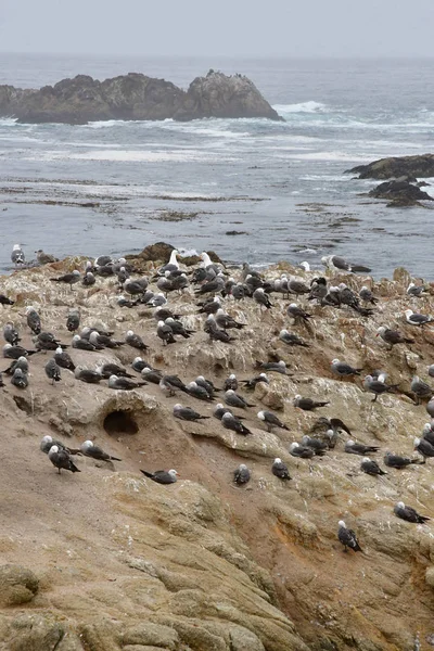 Carmel Junto Mar Julio 2016 Océano Cerca Del Paisaje Millas Imagen de stock