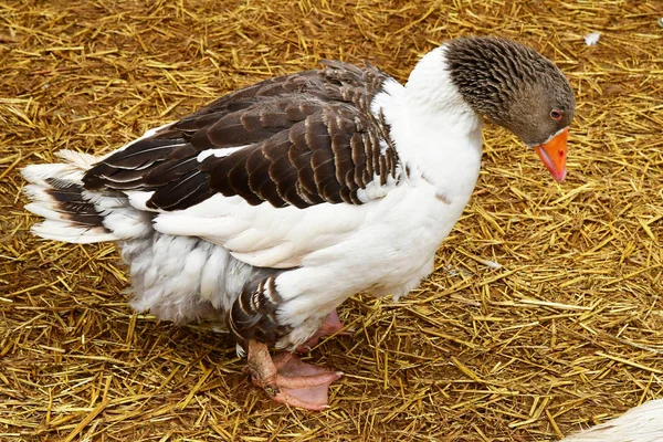 Sagy Frankreich April 2018 Ente Auf Einem Bauernhof — Stockfoto