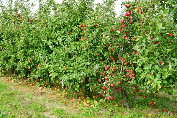 Caumont Franciaország Szeptember 2018 Orchard — Stock Fotó