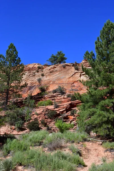 Zion Park Utah Usa Juli 2016 Het Nationaal Park — Stockfoto