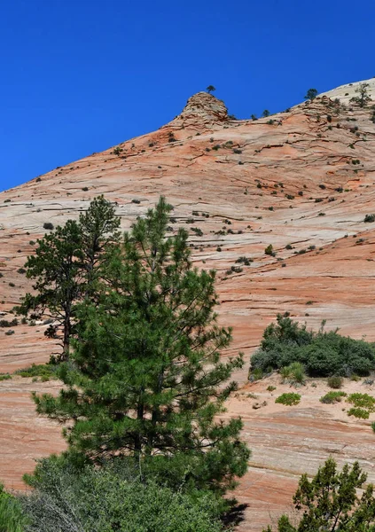 Zion Park Utah Usa Juli 2016 Het Nationaal Park — Stockfoto