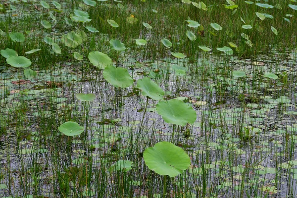 Siem Oogst Koninkrijk Van Kambodja Augustus 2018 Natuur Rond Banteay — Stockfoto