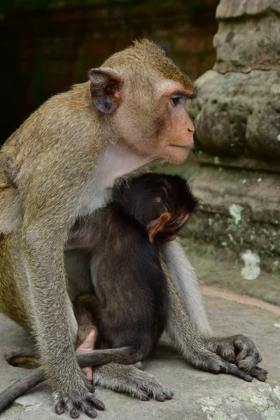 Siem Reap Królestwo Kambodży Sierpień 2018 Małpa Świątyni Angkor Wat — Zdjęcie stockowe