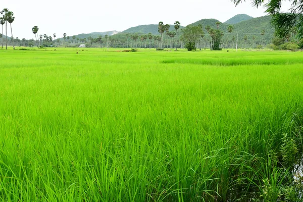 Kampong Chhnang Kingdom Cambodia August 2018 Rice Field — Stock Photo, Image