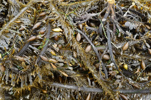 Carmel Beira Mar Eua Julho 2016 Alga Paisagem Milhas — Fotografia de Stock