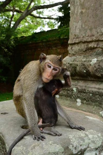 Siem Reap Kerajaan Kamboja Agustus Monyet Candi Angkor Wat — Stok Foto