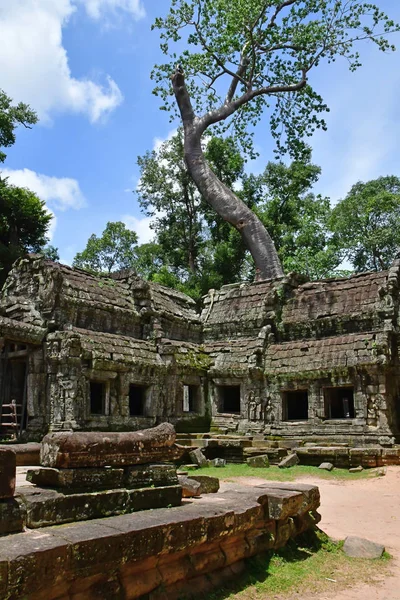 Siem Reap Kingdom Cambodia August 2018 Prohm Temple — Stock Photo, Image