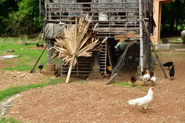 Kampong Chhnang Kingdom Cambodia August 2018 Poultry Farm Village — Stock Photo, Image