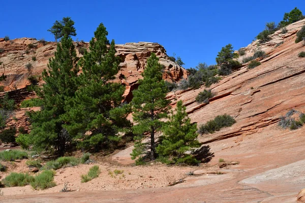 Zion Park Utah Estados Unidos Julio 2016 Parque Nacional — Foto de Stock