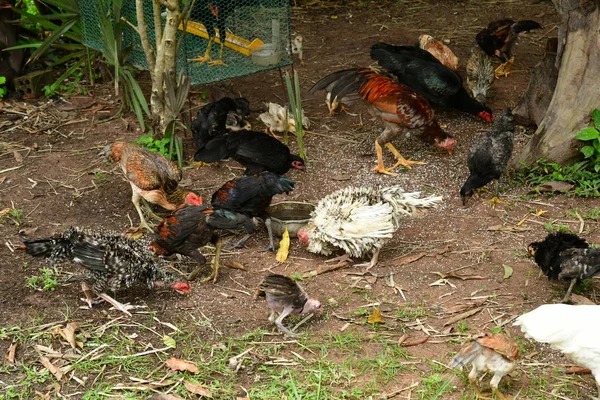 磅清扬 柬埔寨王国 2018年8月21日 该村一个农场中的家禽 — 图库照片
