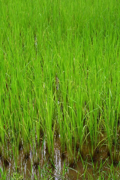 Siem Reap Kingdom Cambodia August 2018 Rice Field Banteay Srei — Stock Photo, Image
