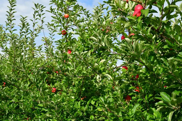 Caumont Γαλλία Σεπτεμβρίου 2018 Περιβόλι — Φωτογραφία Αρχείου