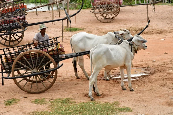 Kampong Tralach Royaume Cambodge Août 2018 Village Pittoresque — Photo