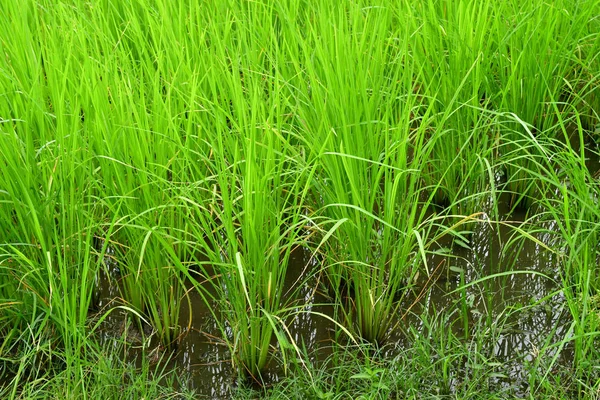 Kampong Chhnang Reino Camboya Agosto 2018 Campo Arroz — Foto de Stock