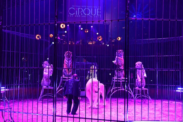 Les Mureaux Frankrijk Oktober 2018 Wilde Dieren Het Circus Festival — Stockfoto