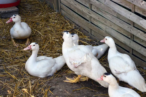 Sagy França Julho 2018 Pato Uma Fazenda — Fotografia de Stock