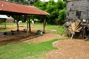 Kampong Chhnang; Kingdom of Cambodia - august 21 2018 : poultry in a farm in the village clipart