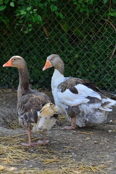 Sagy France Juillet 2018 Oie Dans Une Ferme — Photo