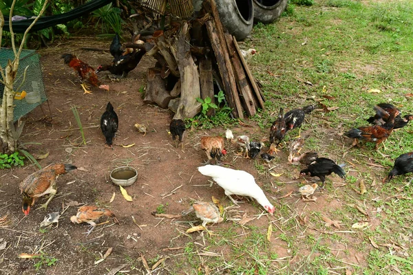 Kampong Chhnang Reino Camboya Agosto 2018 Aves Corral Una Granja — Foto de Stock