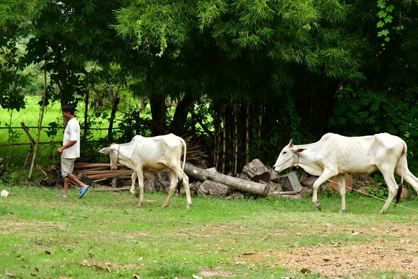 Kampong Chhnang Βασίλειο Της Καμπότζης Αυγούστου 2018 Αγρόκτημα Στο Χωριό — Φωτογραφία Αρχείου