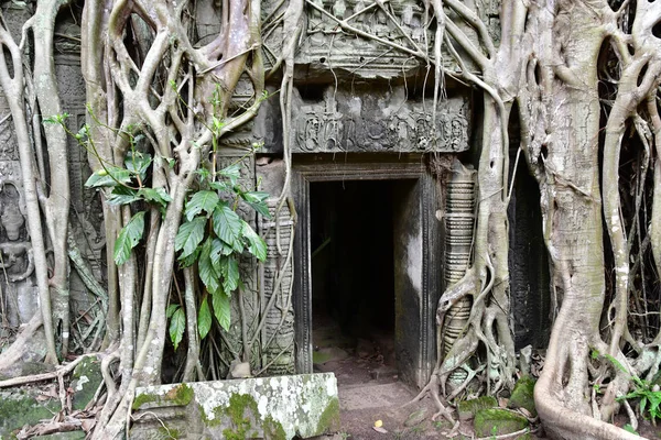 Siem Reap Kingdom Cambodia August 2018 Prohm Temple — Stock Photo, Image