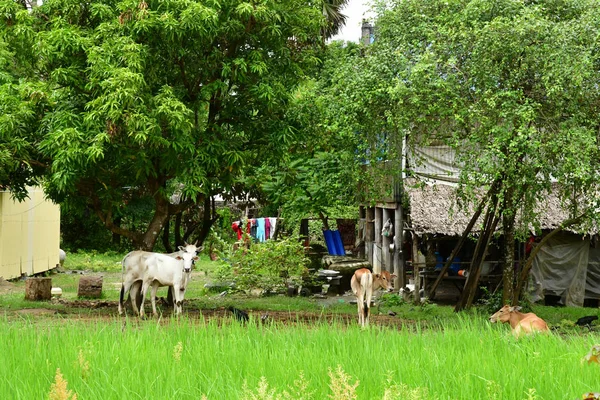 Кампонгчнанг Королевство Камбоджа Августа 2018 Года Живописная Деревня — стоковое фото
