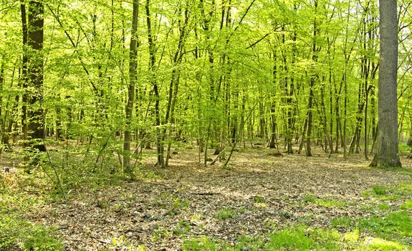 Les Mureaux Francia Settembre 2017 Foresta Becheville — Foto Stock