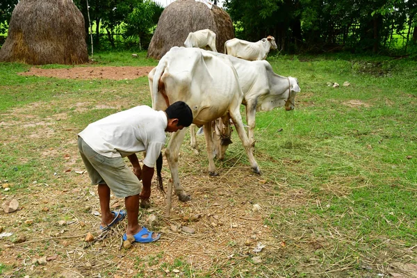 Kampong Chhnang Royaume Cambodge Août 2018 Ferme Dans Village — Photo