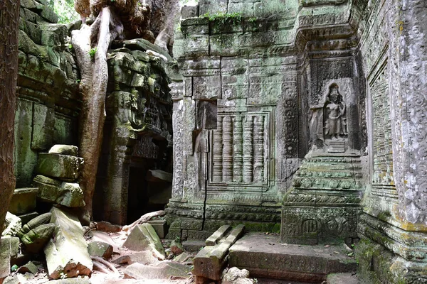 Siem Reap Kingdom Cambodia August 2018 Prohm Temple — Stock Photo, Image