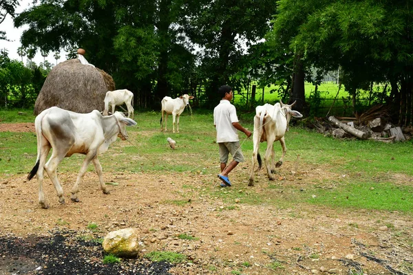 Kampong Chhnang Reino Camboja Agosto 2018 Fazenda Aldeia — Fotografia de Stock