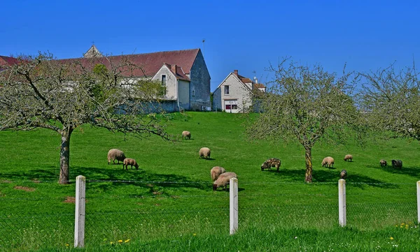 Vaudancourt France Апреля 2017 Года Овцы Живописной Деревне Весной — стоковое фото