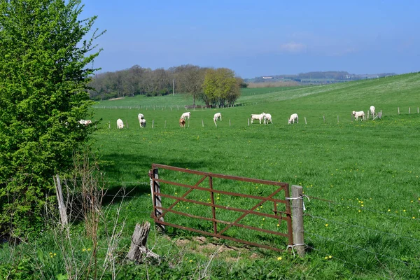 Boury Vexin Frankreich April 2017 Kühe Auf Einer Weide Frühling — Stockfoto