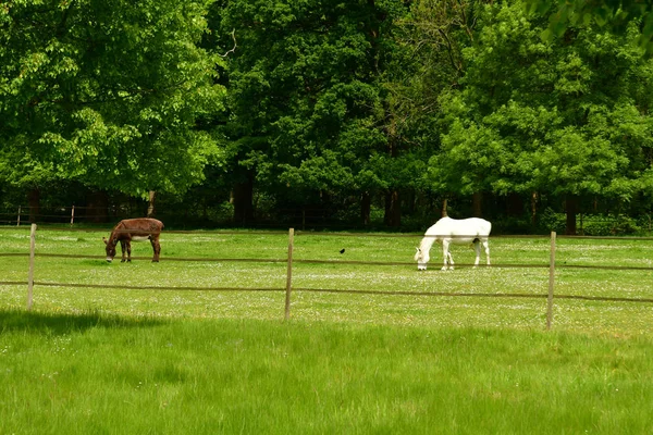 Saint Maurice Etelan France May 2017 Donkey Horse Meadow — Stock Photo, Image