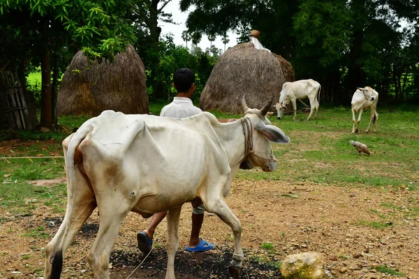 Kampong Chhnang Reino Camboja Agosto 2018 Fazenda Aldeia — Fotografia de Stock