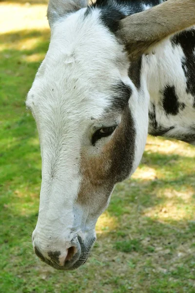 Thoiry; Frankrijk - augustus 16 2016: de dierentuinen — Stockfoto