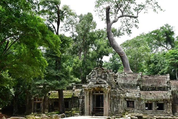 Siem Reap; Kingdom of Cambodia - august 24 2018 : Ta Prohm templ — Stock Photo, Image