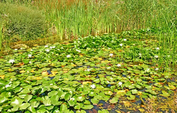 Thoiry ; France - 16 août 2016 : les jardins zoologiques — Photo