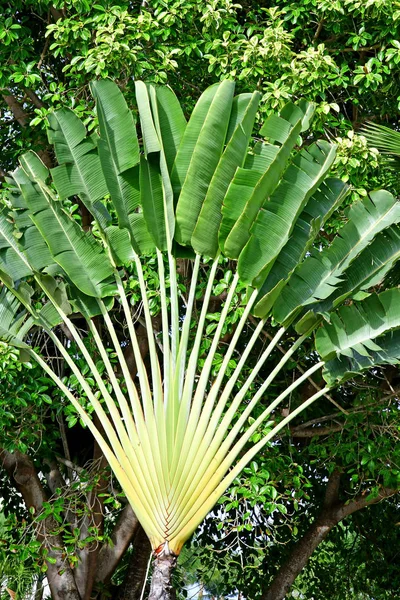 Punta Cana, República Dominicana - 4 de junio de 2017: árbol viajero —  Fotos de Stock