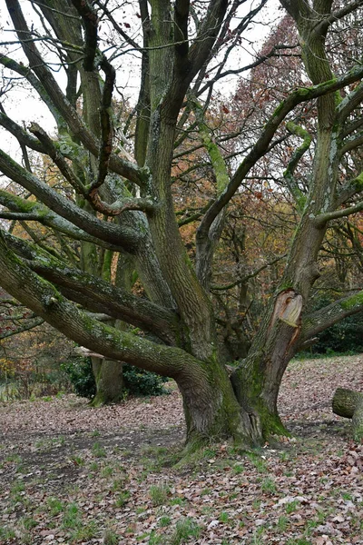 Londres, Inglaterra - 23 de diciembre de 2017: Hampstead — Foto de Stock