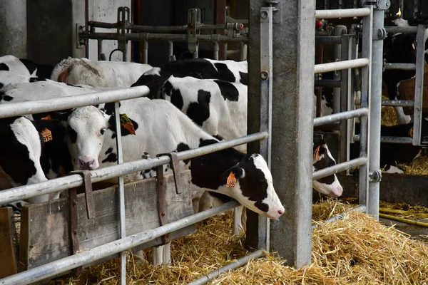 Jouy en Josas; Γαλλία - Μάιος 17 2018: de Viltain farm — Φωτογραφία Αρχείου