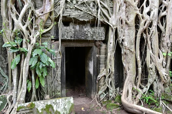 Siem Reap; Kingdom of Cambodia - august 24 2018 : Ta Prohm templ — Stock Photo, Image