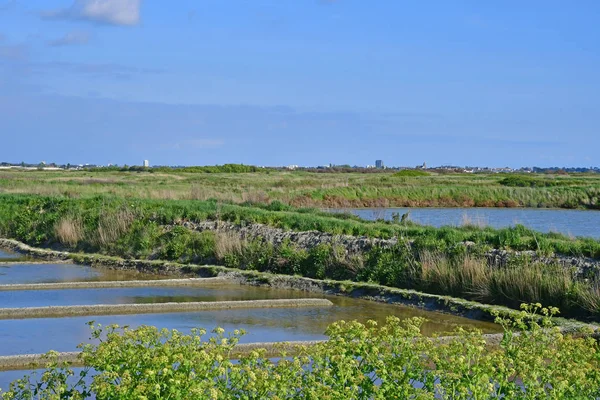 Guerande, Frankrike - april 14 2017: salta våtmarker — Stockfoto