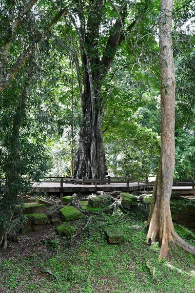 Siem biçmek; Kamboçya - Ağustos 24 2018: Ta Prohm depo — Stok fotoğraf