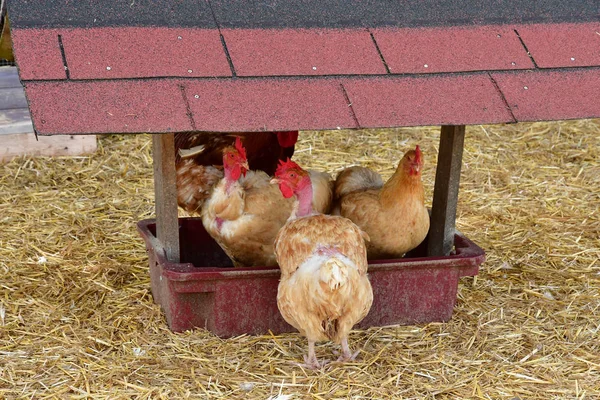 Sagy; France - april 4 2018 : poultry — Stock Photo, Image