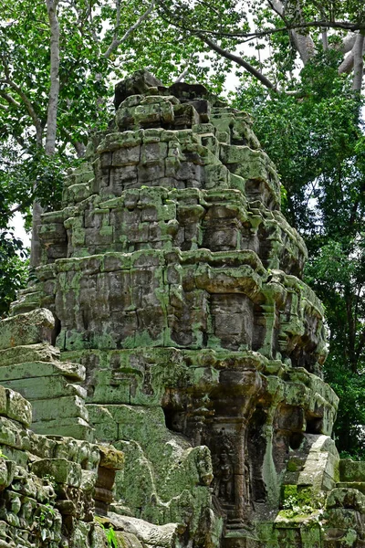 Siem Reap –; Kambodžské království - srpen 24 2018: Ta Prohm templ — Stock fotografie