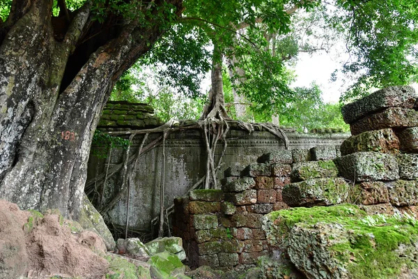 Siem Reap; Kingdom of Cambodia - august 24 2018 : Ta Prohm templ — Stock Photo, Image