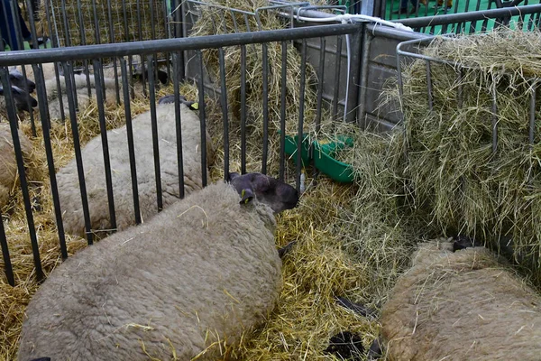 Paris; frankreich - 24. februar 2019: die internationale agric in paris — Stockfoto