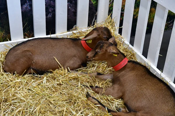 Parijs Frankrijk-februari 24 2019: de Parijse internationale Agric — Stockfoto