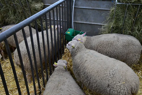 Paris Francja-luty 24 2019: paryski międzynarodowy Agric — Zdjęcie stockowe